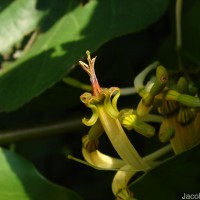 Dendrophthoe falcata (L.f.) Ettingsh.